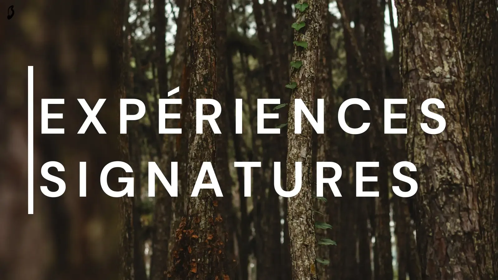 « Expériences signatures » en lettres blanches sur des troncs d'arbres en sous-bois, avec une liane grimpante au centre.
